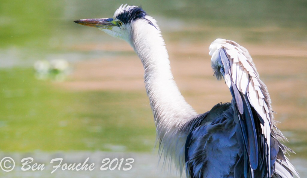 Grey Heron