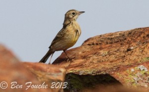 Yellow-breasted Pipit (Suikerbosrand)