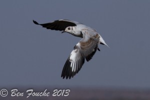IMG_9133