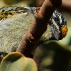 Yellow-fronted Tinkerbird, Geelblestinker, (Pogoniulus chrysoconus)
