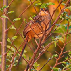 Cape Grassbird, Grasvoël, (Sphenoeacus afer)