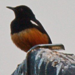 Mocking Cliff Chat, Dassievoël, (Thamnolaea cinnamomeiventris)