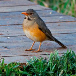 Kurrichane Thrush, Rooibeklyster, (Turdus libonyanus)