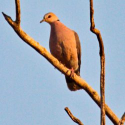 Red-eyed Dove, Grootringduif, (Streptopelia semitorquata)