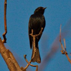 Southern Black Flycatcher, Swartvlieëvanger, (Melaenornis pammelaina)