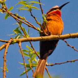 White-fronted Bee-eater, Rooikeelbyvreter, (Merops bullockoides)