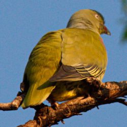 African Green Pigeon, Papegaaiduif, (Treron calvus)