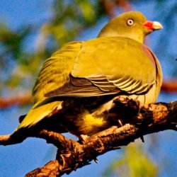 African Green Pigeon, Papegaaiduif, (Treron calvus)