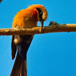 White-fronted Bee-eater, Rooikeelbyvreter, (Merops bullockoides)