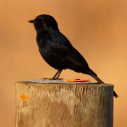 Southern Black Flycatcher, Swartvlieëvanger, (Melaenornis pammelaina)