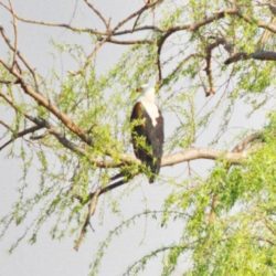 African Fish Eagle, Visarend, (Haliaeetus vocifer)