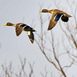 Yellow-billed Duck, Geelbekeend, (Anas undulata)