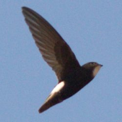 Little Swift, Kleinwindswael, (Apus affinis)