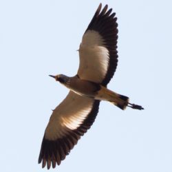 African Wattled Lapwing, Lelkiewiet, (Vanellus senegallus)