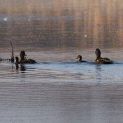 African Black Duck, Swarteend, (Anas sparsa)