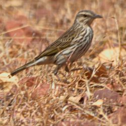 Striped Pipit, Gestreepte Koester, (Anthus lineiventris)