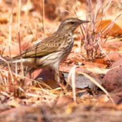 Striped Pipit, Gestreepte Koester, (Anthus lineiventris)