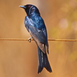 Fork-tailed Drongo, Mikstertbyvanger, (Dicrurus adsimilis)