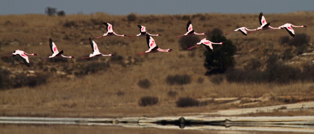 Lesser Flamingo, Kleinflamink, (Phoeniconaias minor)