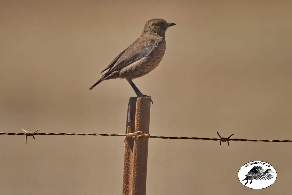 Ant-eating Chat, Swartpiek, (Myrmecocichla formicivora)