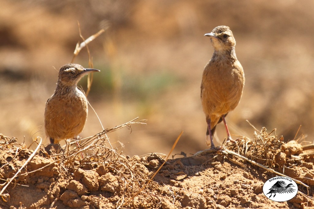 Spike-heeled Lark, Vlaktelewerik, (Chersomanes albofasciata)