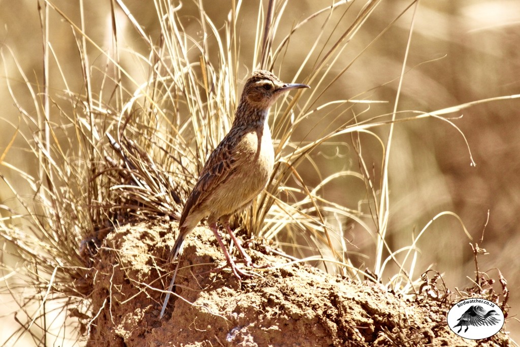 Spike-heeled Lark, Vlaktelewerik, (Chersomanes albofasciata)