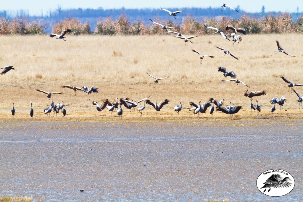 Grey Crowned Crane, Mahem, (Balearica regulorum)