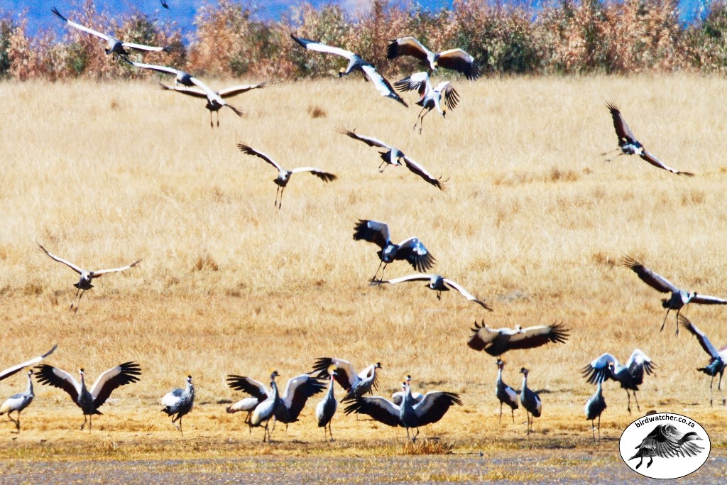 Grey Crowned Crane, Mahem, (Balearica regulorum)