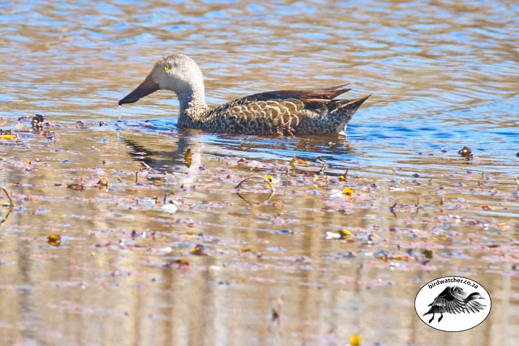 Cape Shoveler, Kaapse Slopeend, (Anas smithii)