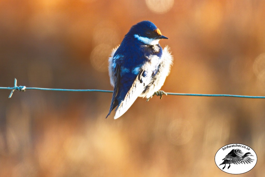 White-throated Swallow, Witkeelswael, (Hirundo albigularis)