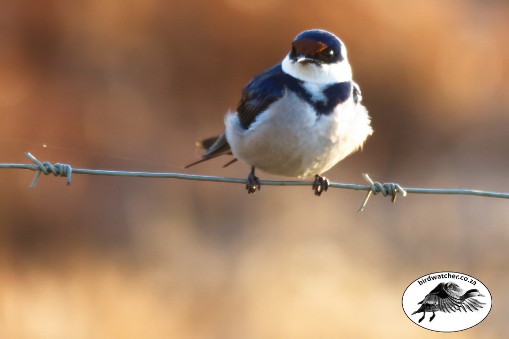 White-throated Swallow, Witkeelswael, (Hirundo albigularis)
