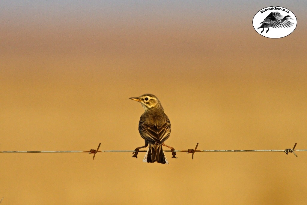 African Pipit, Gewone Koester, (Anthus cinnamomeus)