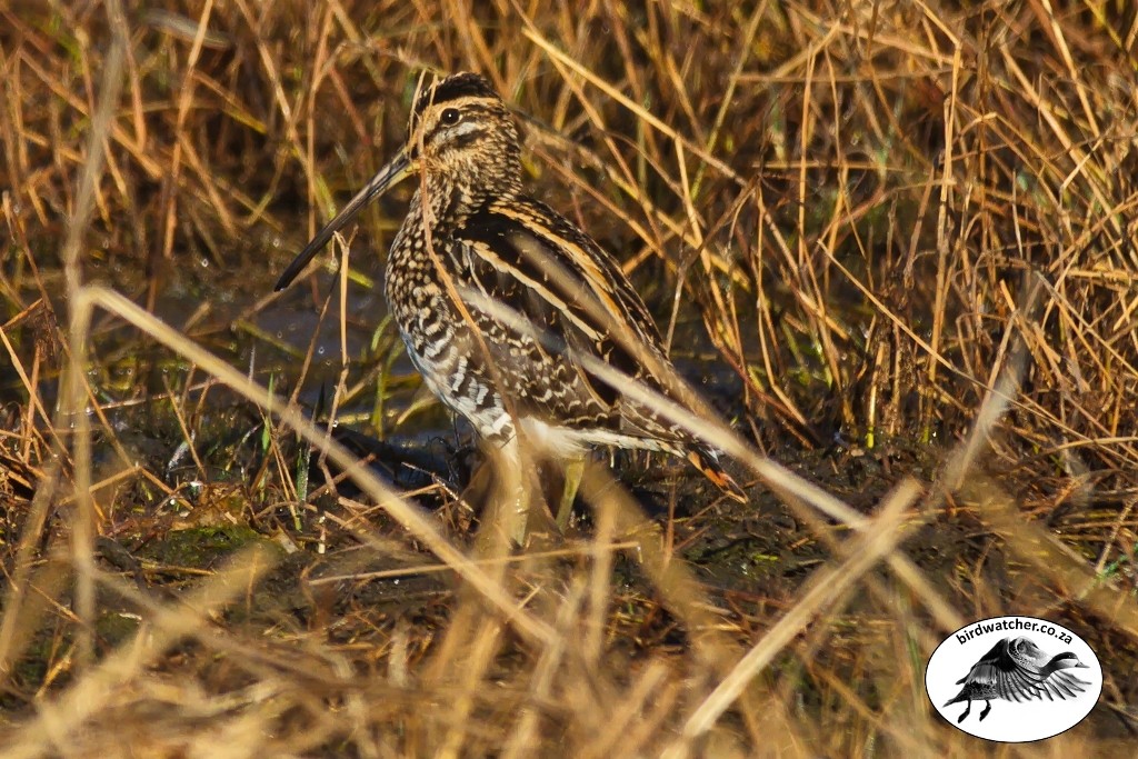 African Snipe, Afrikaanse Snip, (Gallinago nigripennis)