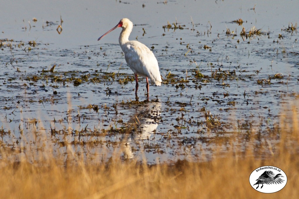 African Spoonbill, Lepelaar, (Platalea alba)