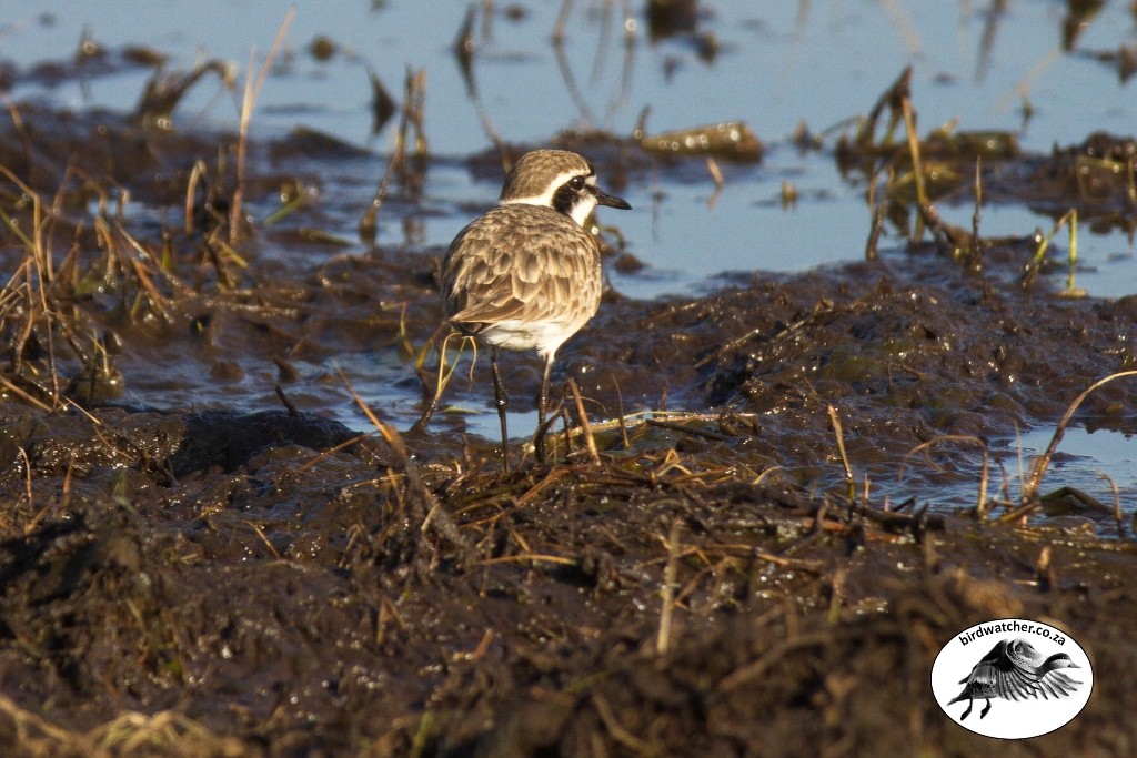 Kittlitz's Plover, Geelborsstrandkiewiet, (Charadrius pecuarius)