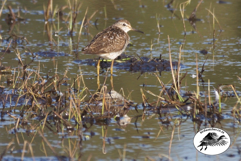 Wood Sandpiper, Bosruiter, (Tringa glareola)