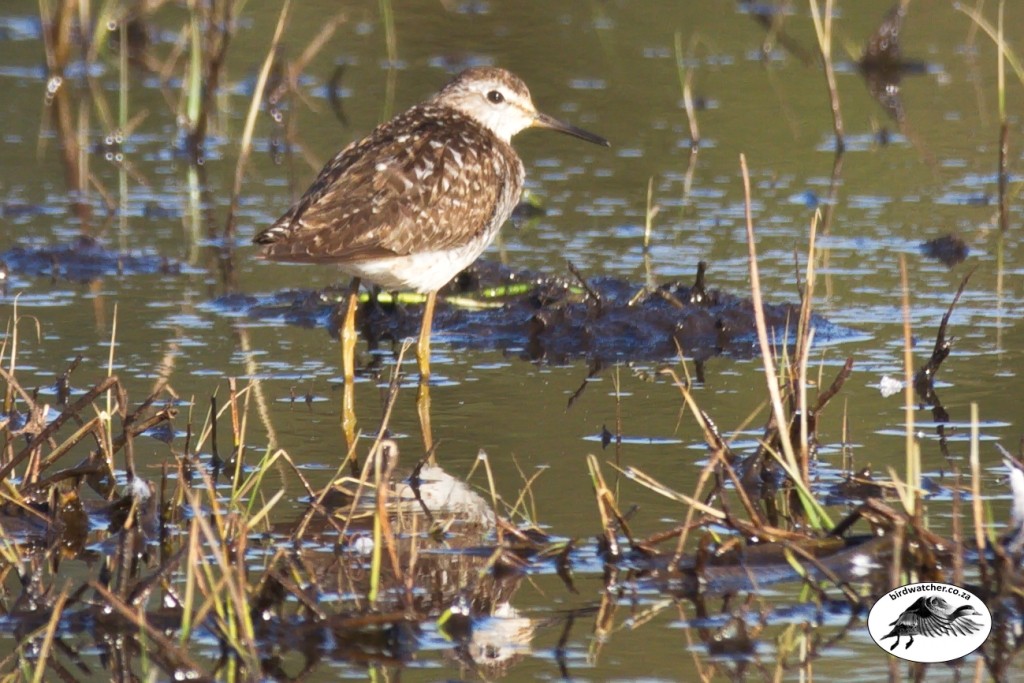 Wood Sandpiper