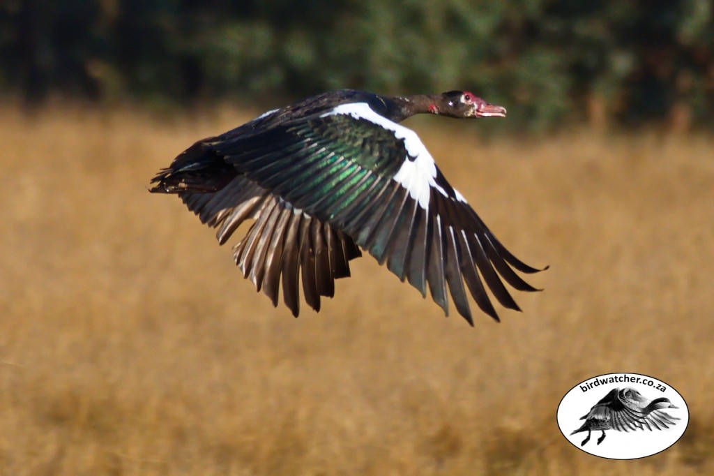 Spur-winged Goose, Wildemakou, (Plectropterus gambensis)