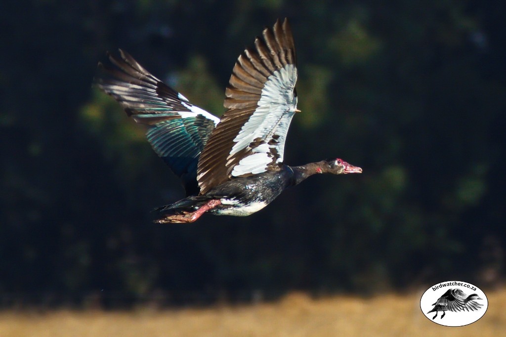 Spur-winged Goose, Wildemakou, (Plectropterus gambensis)