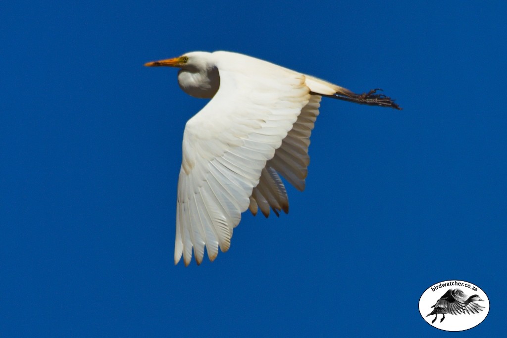 Yellow-billed Egret, Geelbekwitreier, (Egretta intermedia)