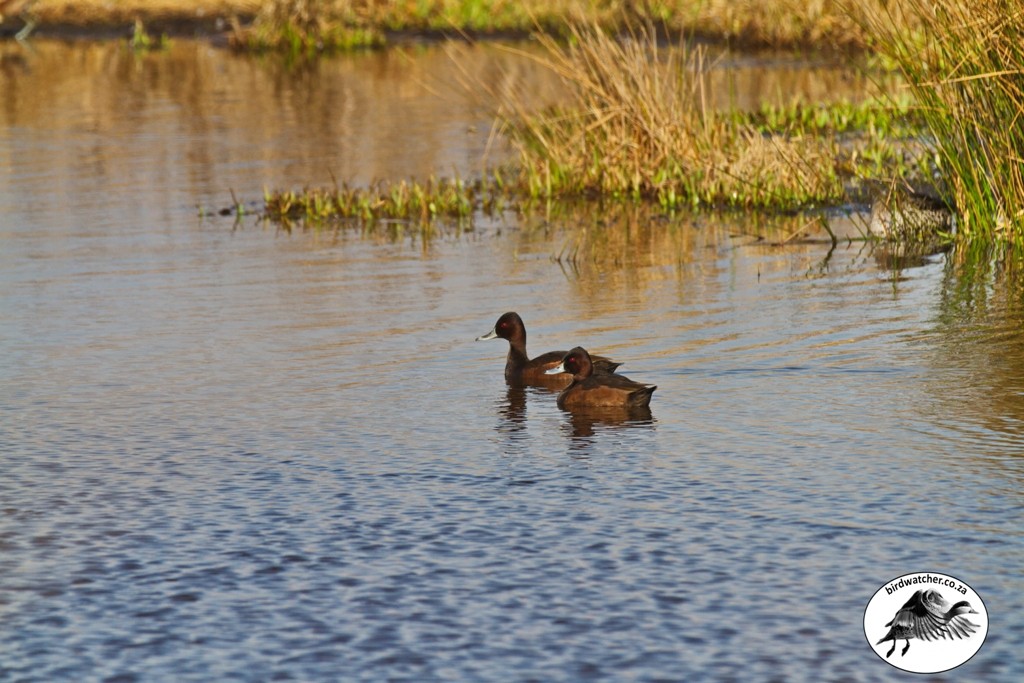 Southern Pochard, Bruineend, (Netta erythrophthalma)