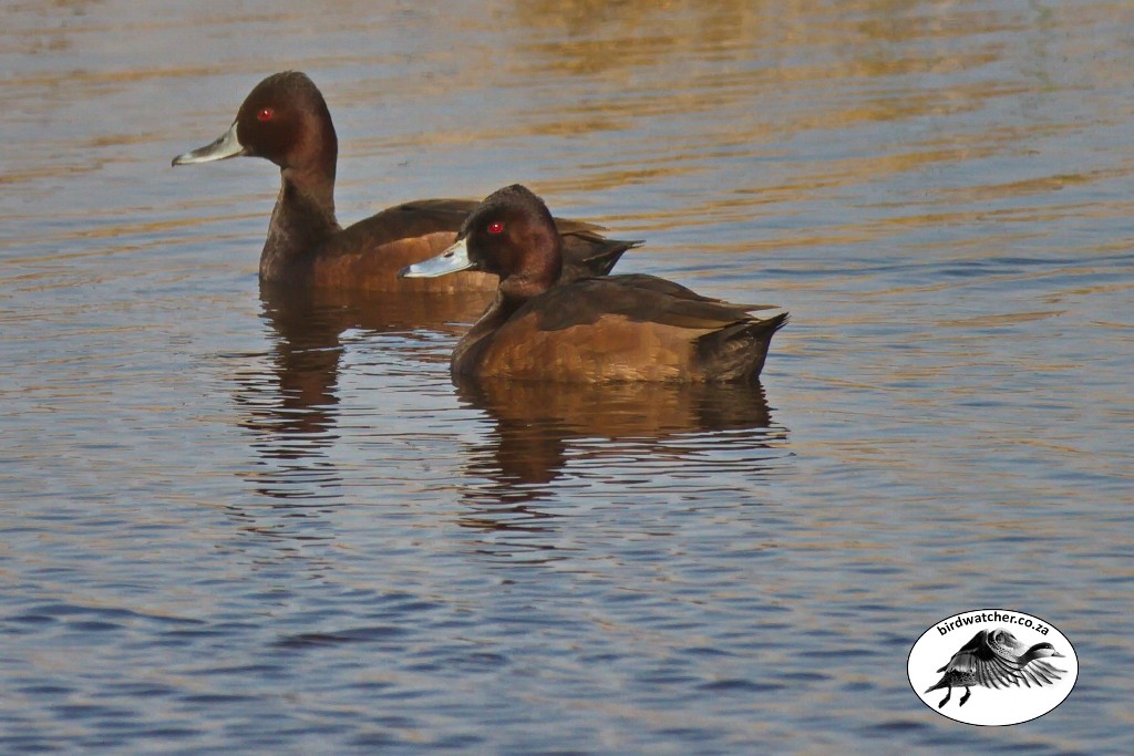 Southern Pochard, Bruineend, (Netta erythrophthalma)