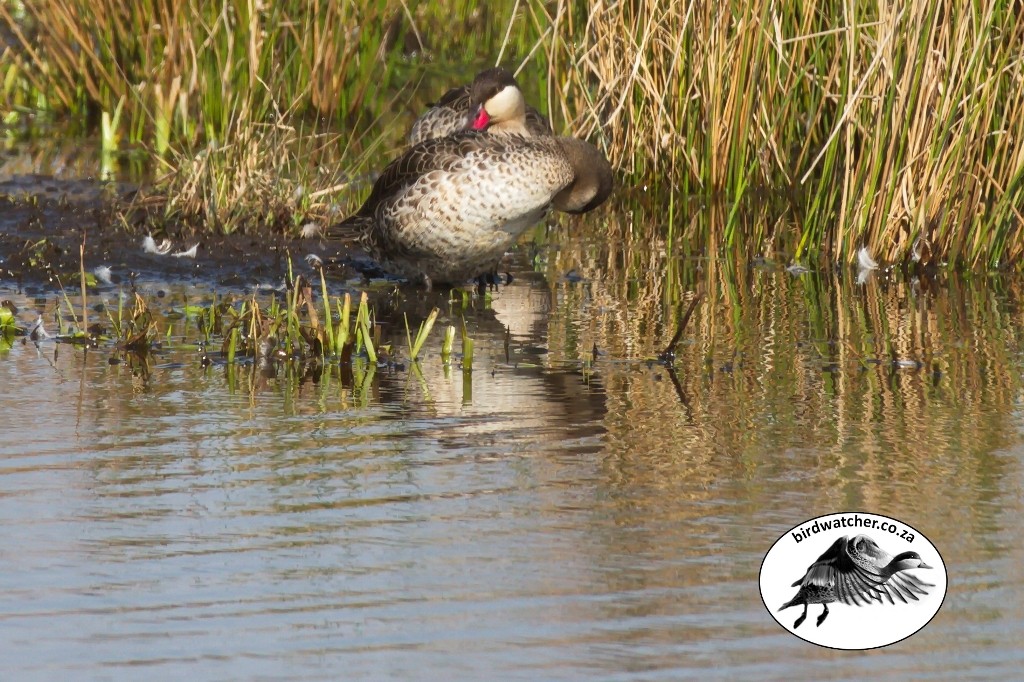 Red-billed Teal, Rooibekeend, (Anas erythrorhyncha)
