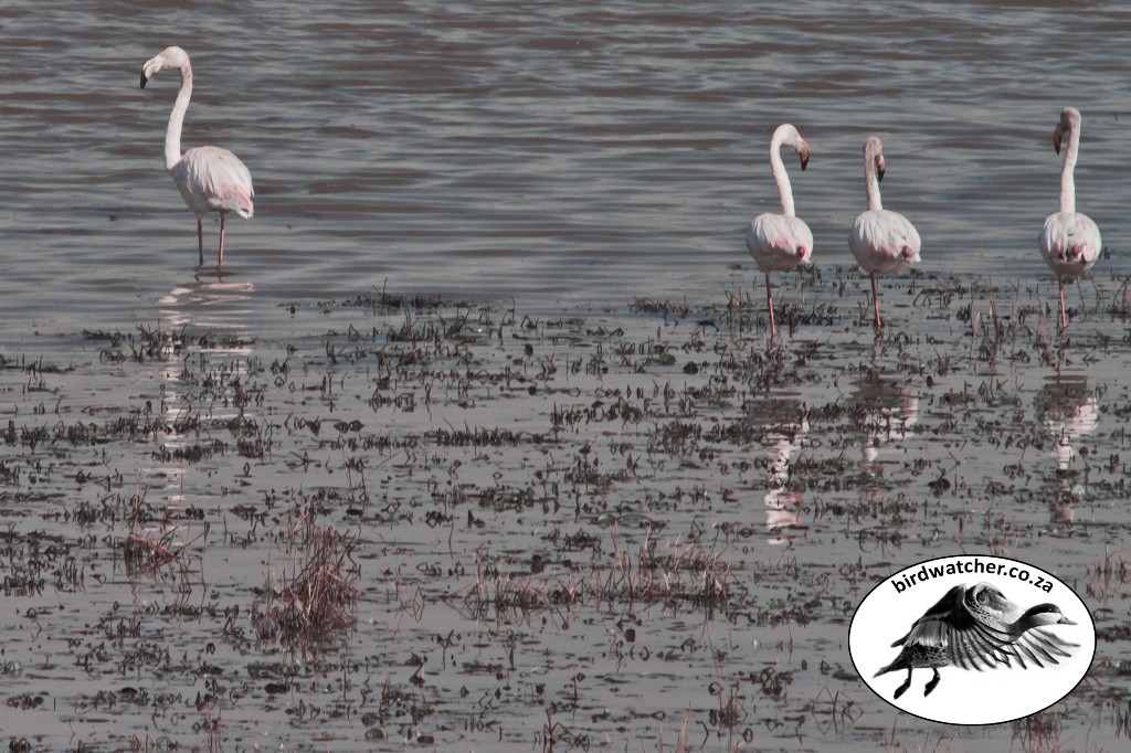 Greater Flamingo, Grootflamink, (Phoenicopterus roseus)