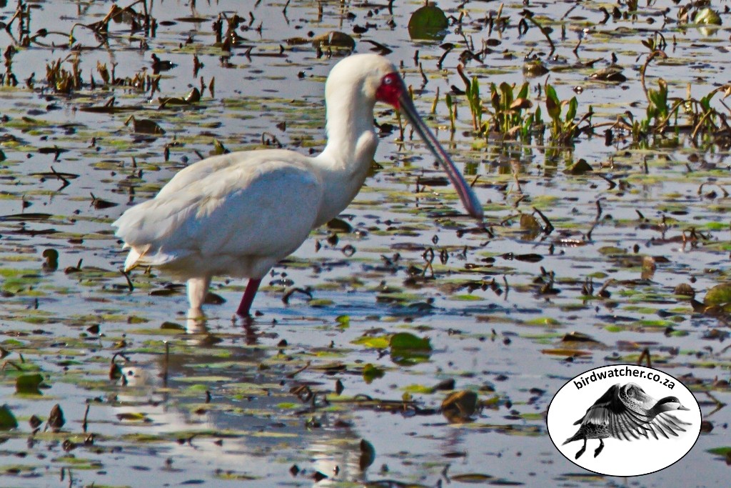 African Spoonbill, Lepelaar, (Platalea alba)