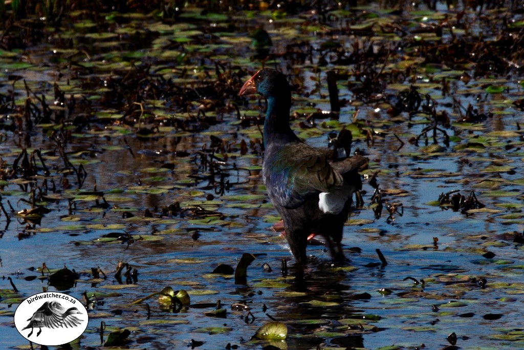 African Swamphen, Grootkoningriethaan, (Porphyrio madagascariensis)