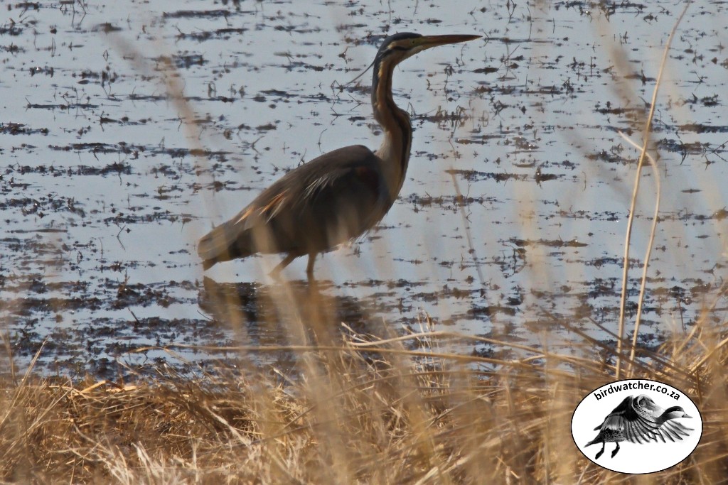 Purple Heron, Rooireier, (Ardea purpurea)