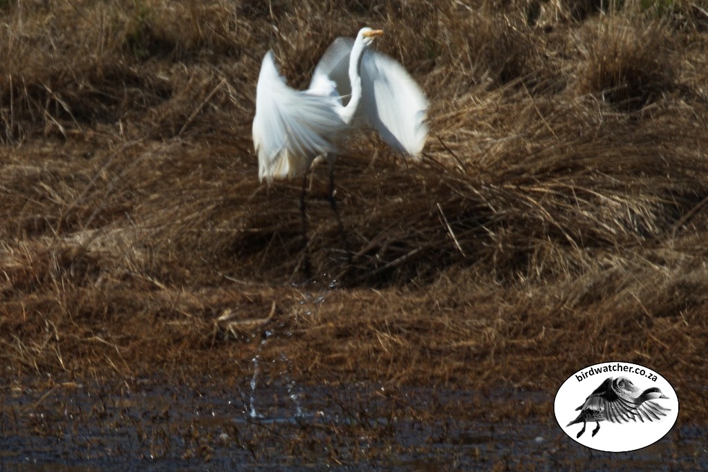 Great Egret, Grootwitreier, (Ardea alba)