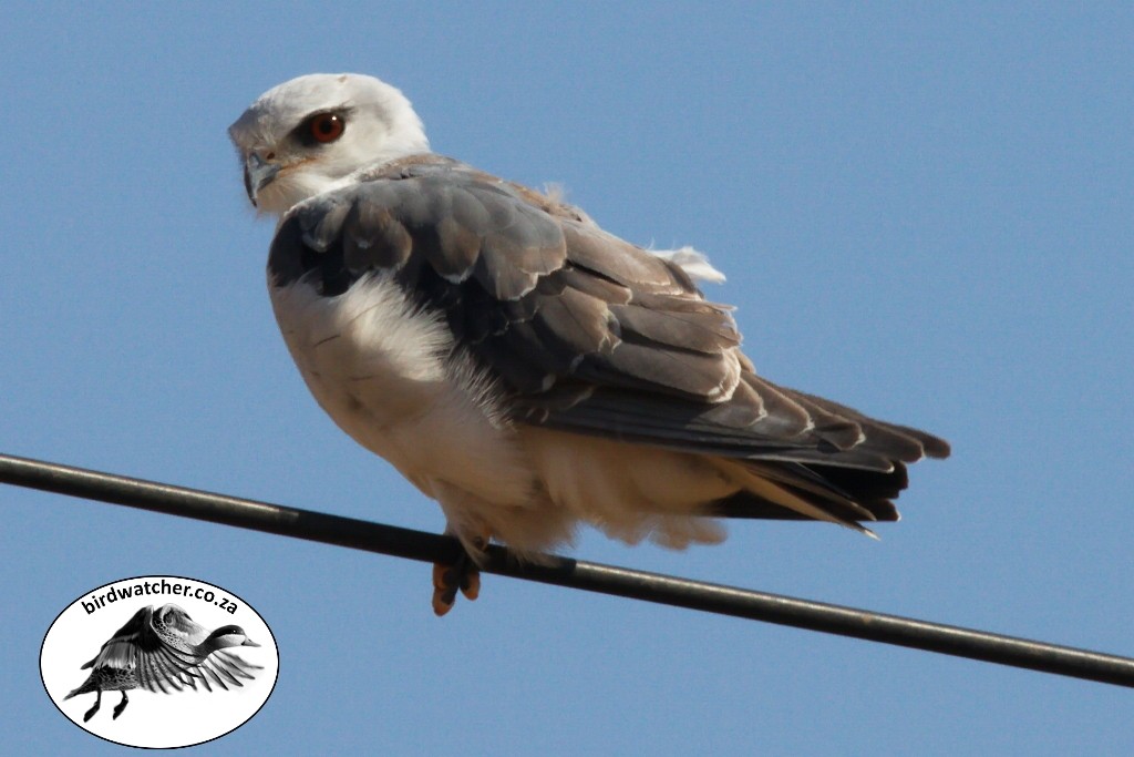 Black-shouldered Kite, Blouvalk, (Elanus caeruleus)
