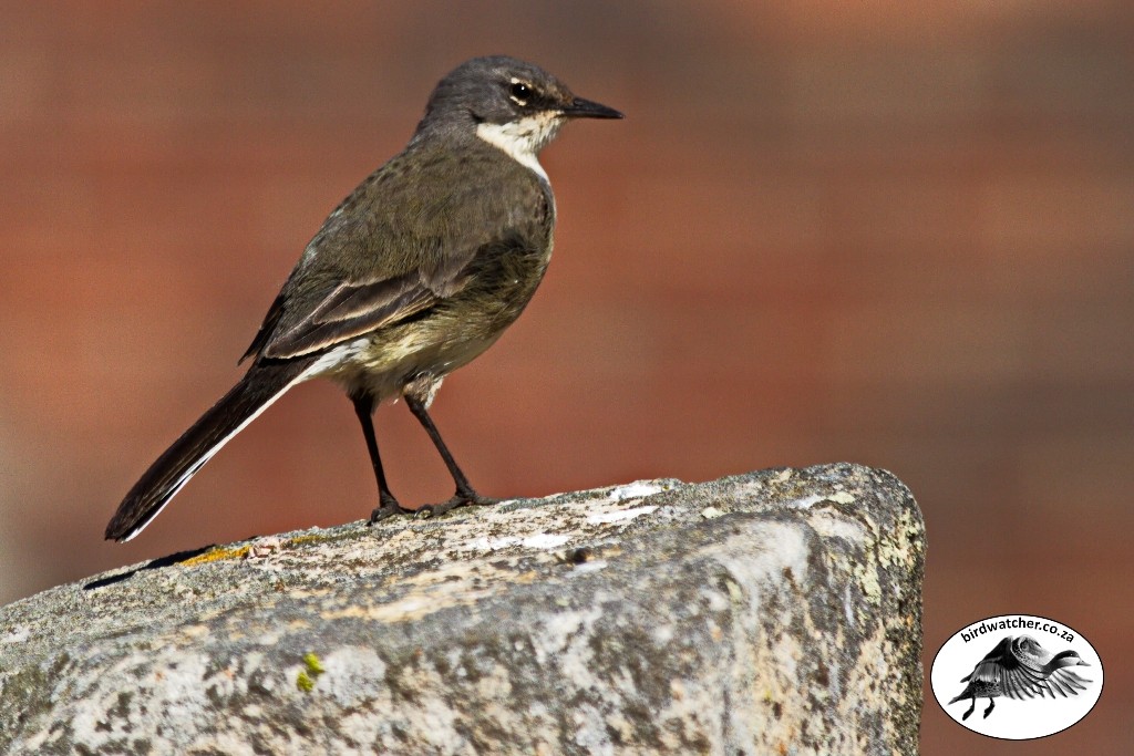 Cape Wagtail, Gewone Kwikkie, (Motacilla capensis)